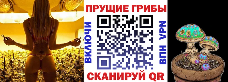 ОМГ ОМГ ONION  Кедровый  Галлюциногенные грибы ЛСД 